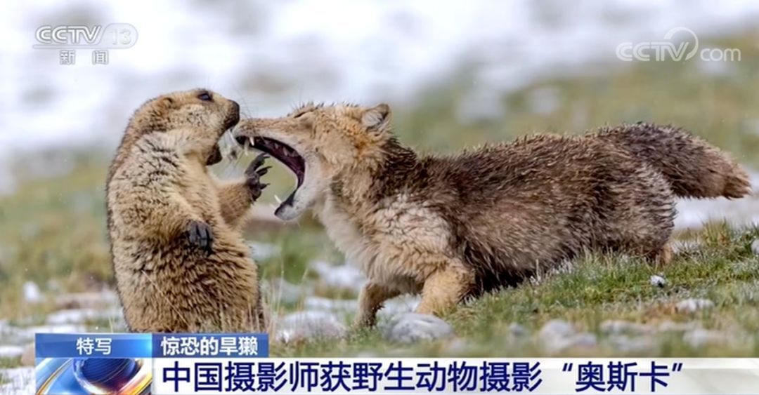 这张被网友玩坏了的照片拿下世界大奖！摄影师：这只旱獭后来……