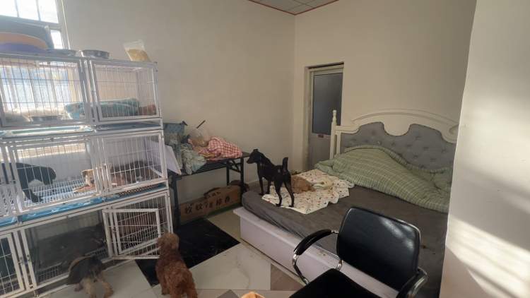 一人，十年，两千只流浪狗，她与它们在同一屋檐下共处