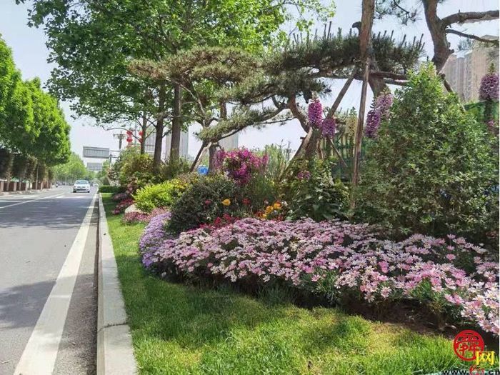 【图集】槐荫变花园 近30万盆花卉吐芬芳