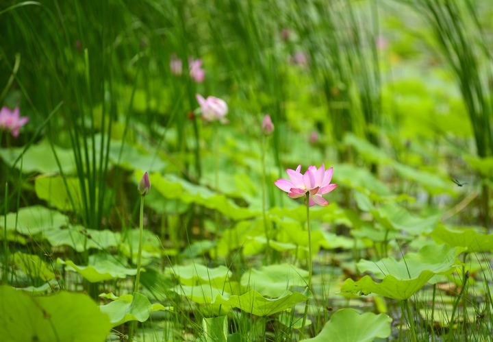 映日荷花别样红，湖光山色俏东城