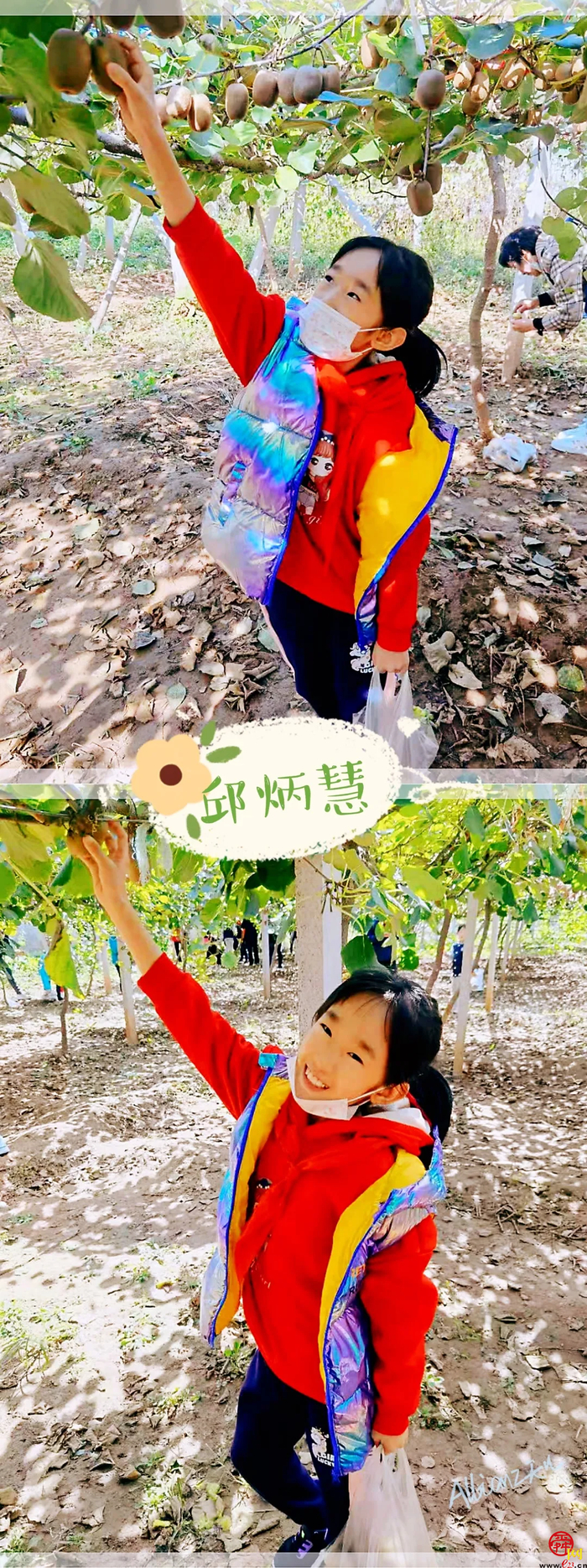 山师附小2018级6班猕猴桃采摘研学活动纪实（稿件有视频，麻烦编辑同事将视频置于链接处）
