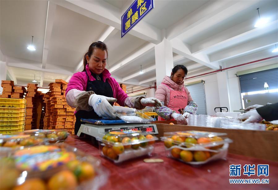 复苏的“空巢村”——融安金桔：脱贫致富果