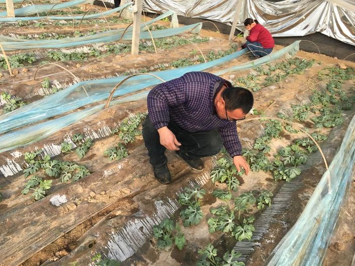 济阳区仁丰镇：富硒西瓜大棚里的别样年味儿