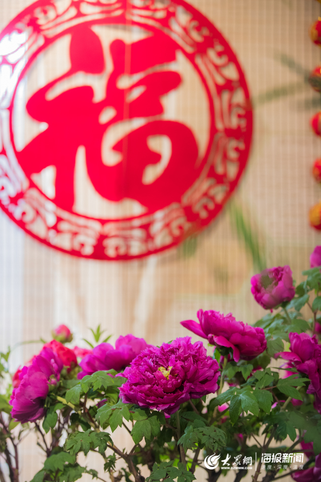 声色山东丨今年冬天来济南看“花王” 20多种牡丹首次集中亮相