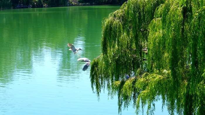 诗画济南丨四面荷花三面柳 半城湖色美如画