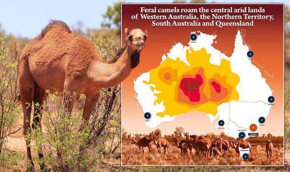 心疼！只因喝水太多，澳大利亚欲射杀1万头骆驼？