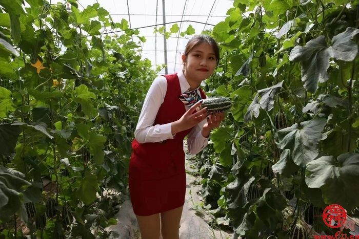 产业产值超18亿元，高官寨街道全力打造江北最大甜瓜市场