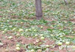   “利奇马”带来洪涝、平均气温历年最高…2019年山东这些天气气候事件上榜