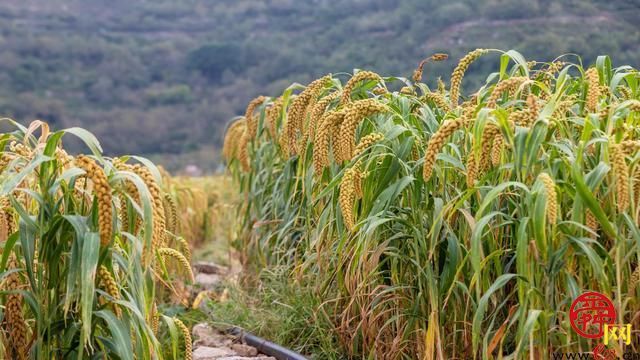 半山腰的“宝贝谷” 山沟飞出“金粟粟” 泉水人家的他真不一般…