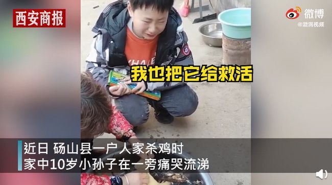 本打算过年杀了吃,男孩姑姑称,家里养的鸡,姑姑称,每年杀鸡时他都会哭