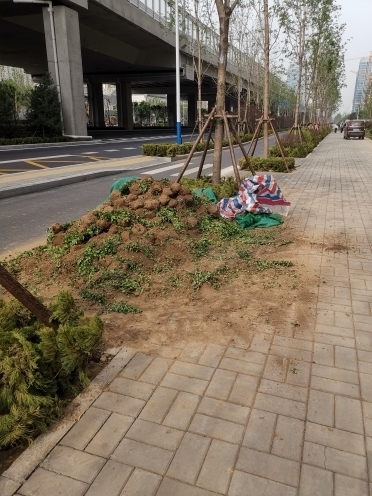 啄木鸟在行动:青岛路辅路绿化带渣土裸露 建筑石块未覆盖