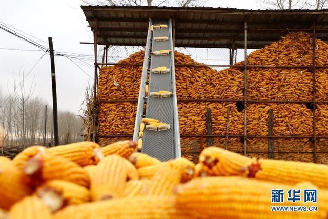 改变世界的一粒种子——从中央一号文件看打赢种业翻身仗