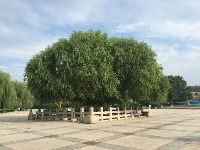 山东省公布一级保护古树名木名录 济南“幸福柳”是全省唯一一级名木