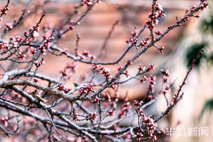杏花早春第一枝