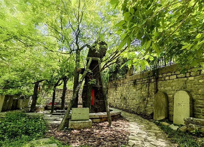 古槐、古皂荚、古榆、古银杏，2023年济南添20处“古树保护园”