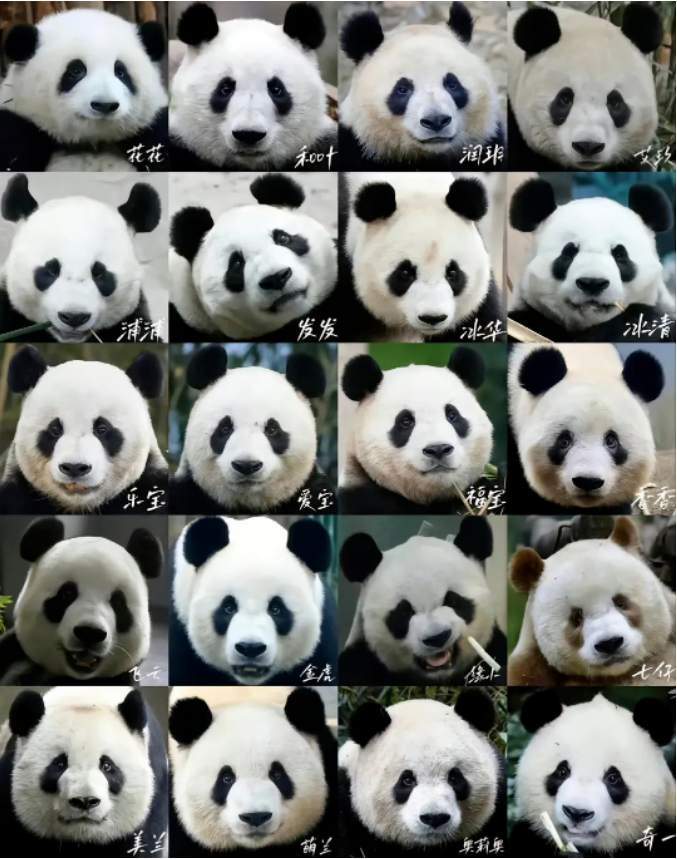 谭爷爷对大熊猫