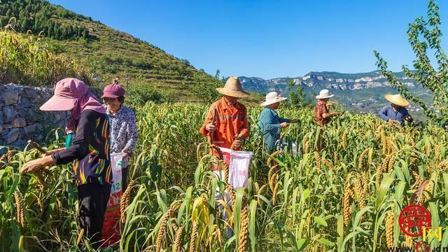 半山腰的“宝贝谷” 山沟飞出“金粟粟” 泉水人家的他真不一般…