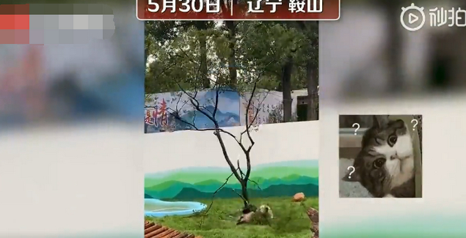 大熊猫树上“蹦迪”压断树枝摔得一脸懵圈，网友：虽然很疼但是有点想笑