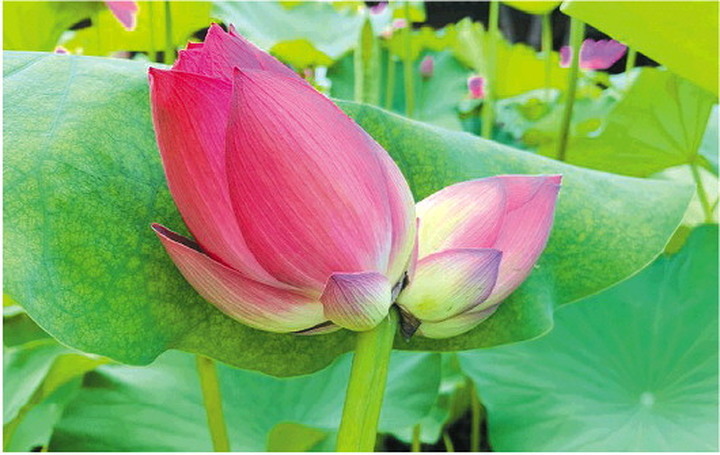 济南今夏首现并蒂莲