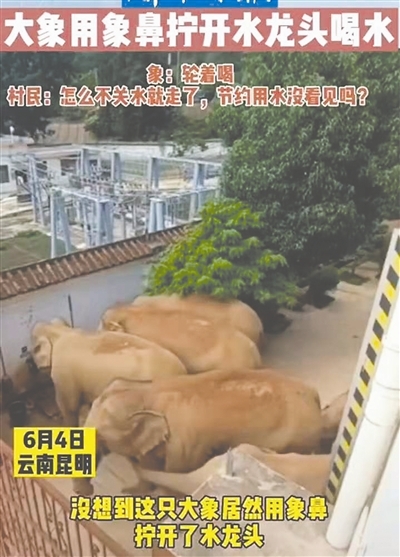 三群大象离开保护区吃农作物：人类居住的地方 象往何方？