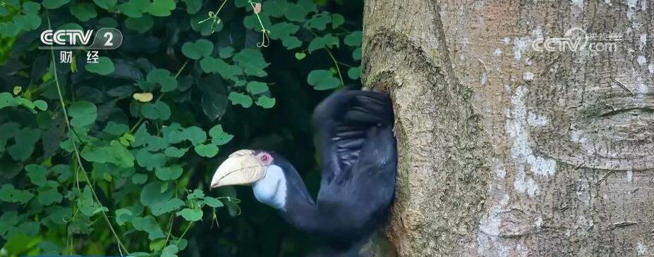云南热带雨林中邂逅珍稀花冠皱盔犀鸟