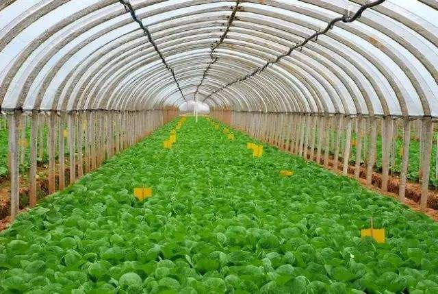 日供武汉2000吨蔬菜，“宇宙寿光”是怎样炼成的？