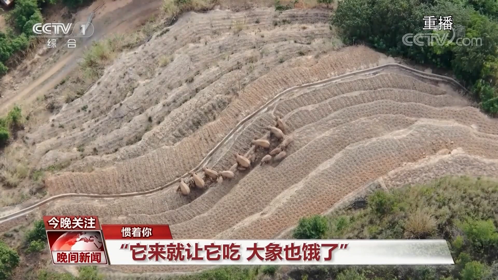 第10个世界大象日到了 关注云南北移亚洲象旅行团和护象人