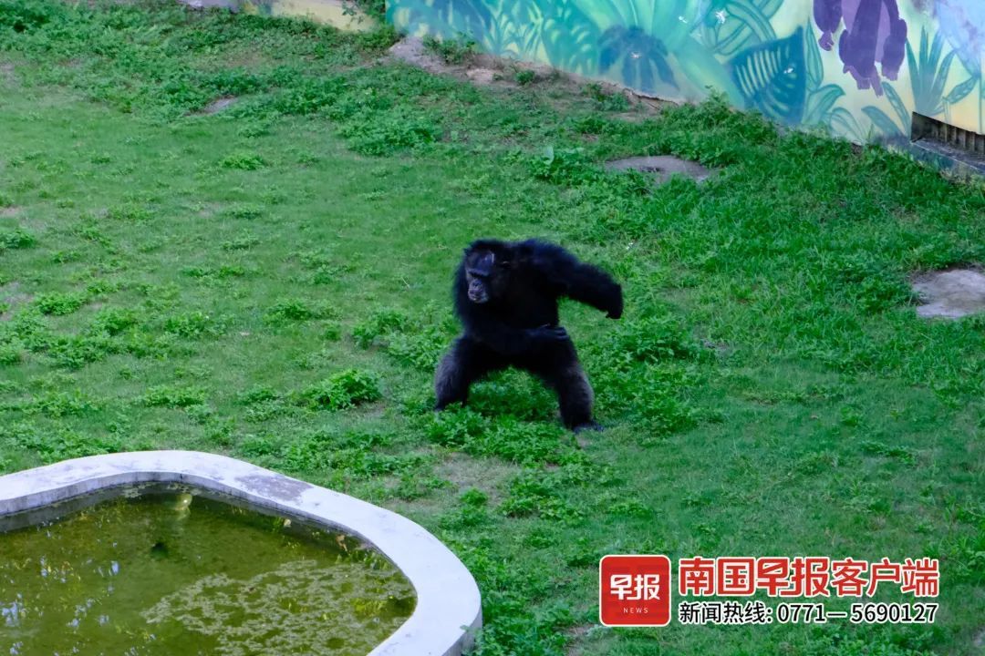 扔草皮、沙子，广西两只发飙的猩猩火了！园方却说……