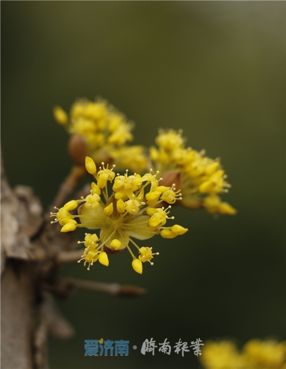 赏花防疫两不误！今天济南15个公园风景区共接待游客19150人