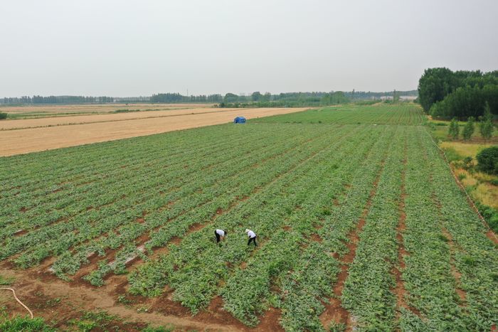 【走基层 看发展】美里湖街道：绘就生态工笔画谱写乡村振兴新篇章