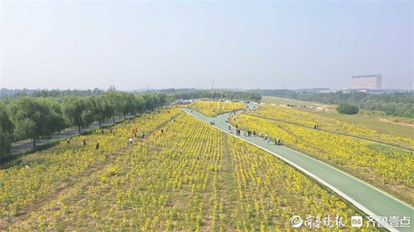 从携河发展到“城河一体”，黄河油葵花海背后的生态密码