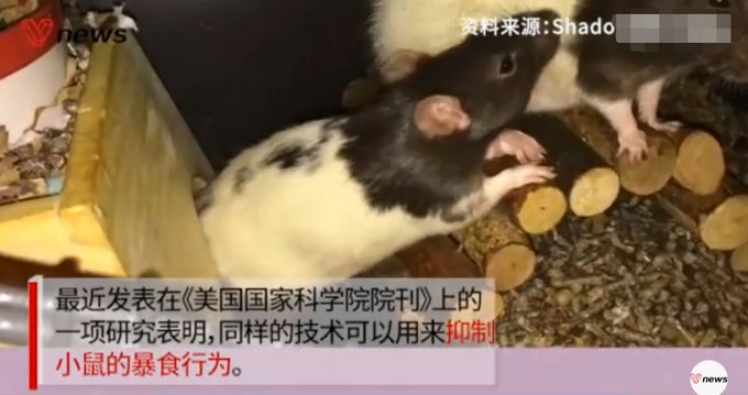 大脑中植入芯片减肥？外国科学家给过胖者植脑芯片：灭掉贪吃念头