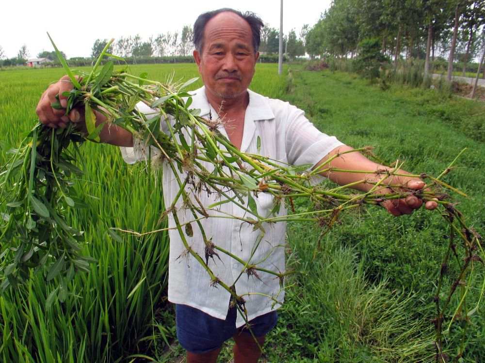 这些外来入侵物种需警惕!