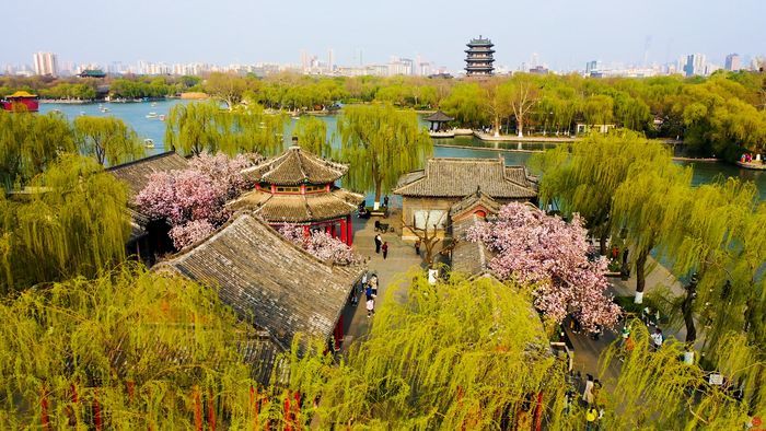 舜视频｜大明湖历下亭的海棠花开好了