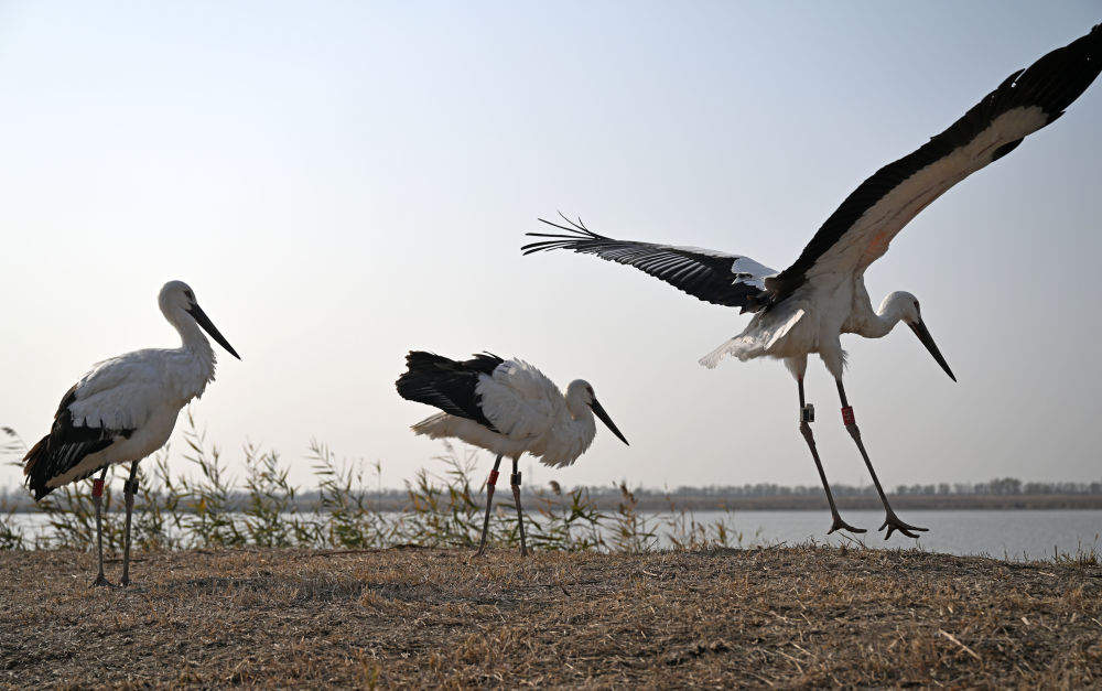 3只“鸟类大熊猫”东方白鹳在七里海湿地重返自然