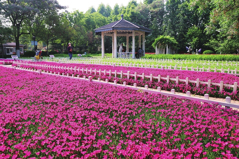 花卉水族市场变身海棠玫瑰园