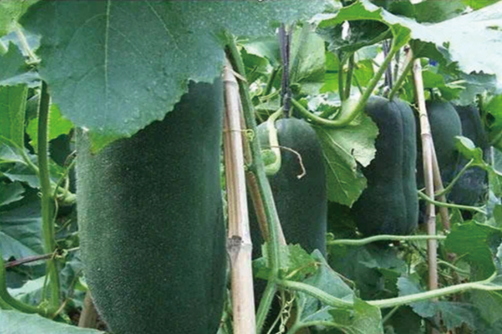 游花博，泡温泉，打卡“新商河”之“购在商河”