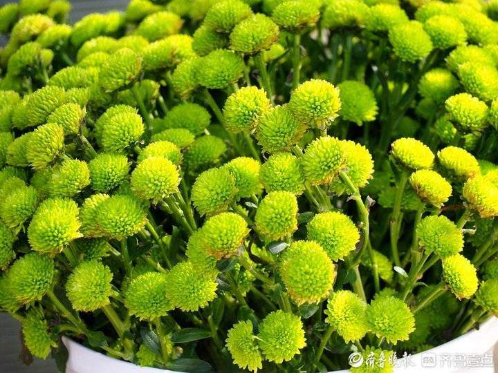 立冬来了，济南趵突泉珍稀品种菊花盛开，很多没见过