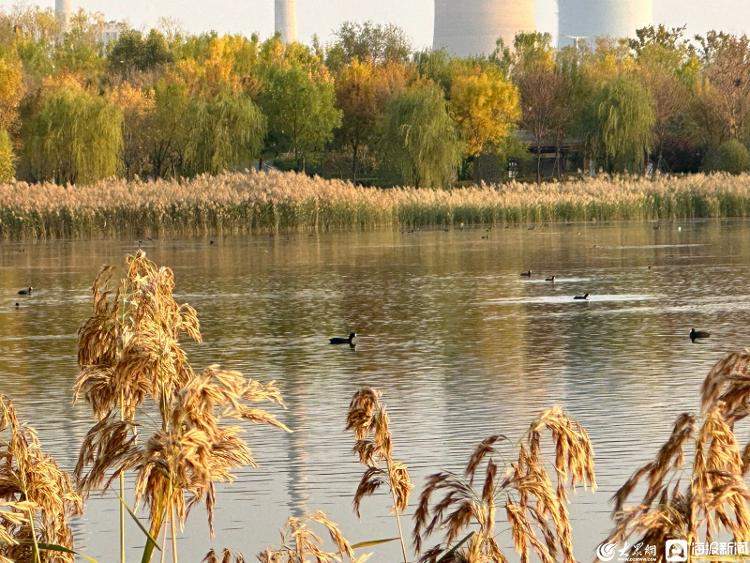 上千只白骨顶鸡来济南华山湖过冬 为啥到山东“安家”的野生保护动物越来越多？