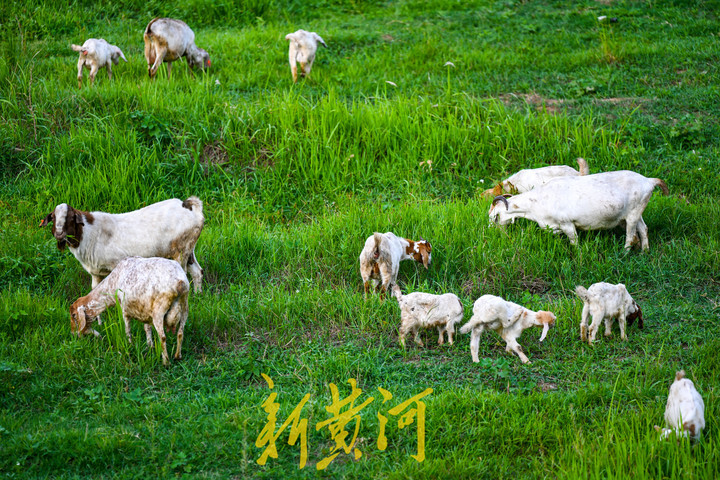 玉符河：上游放水中游渗透地下 下游放牧如草原风情
