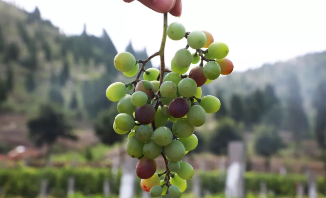 百名青年及记者走基层丨归德寻农记：炎炎夏日快来尝尝神仙葡萄