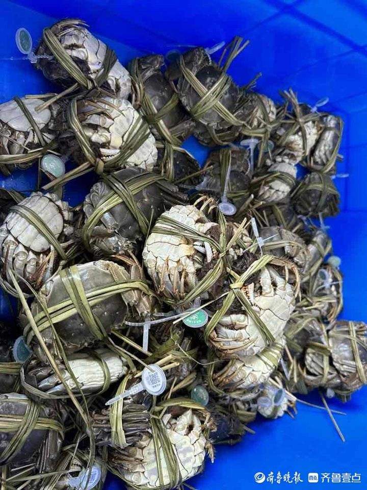 今年产量少价格高，想吃肥美的大闸蟹要等到本月底