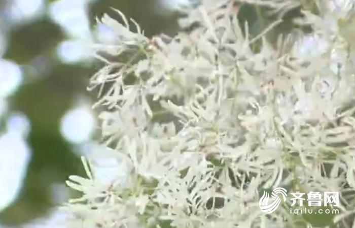 五一节旅游升温 短途游赏花游受青睐