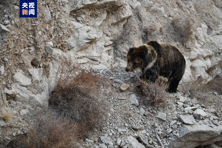 为冬眠储备能量 棕熊出没祁连山保护区