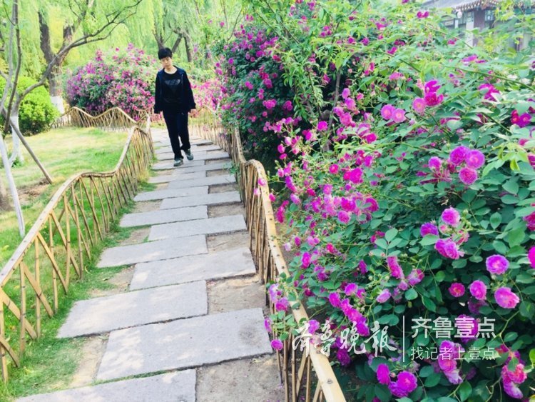 蔷薇正值盛花期，济南公园开花成海了！