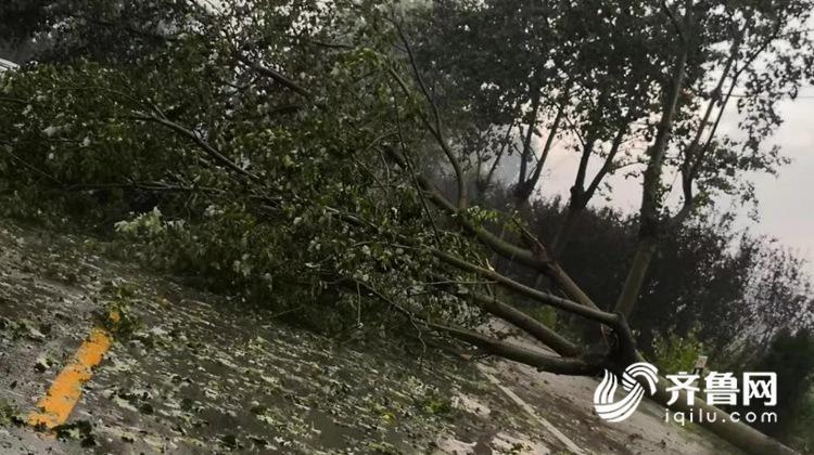 组图：玉米地惨遭“灭顶” 日照潍坊多地遭遇冰雹袭击