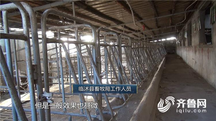 问政山东丨生猪稳产保供打出政策“组合拳” 执行到位了吗？