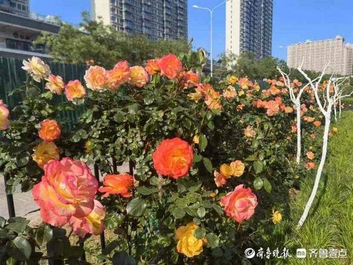 济南尽开月季花！街头月季最全“打卡指南”，随手可拍