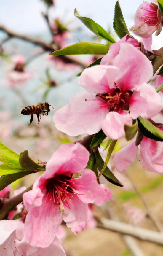 【春耕进行时（五）】章丘相公镇：扶贫大棚内 樱桃长势喜人