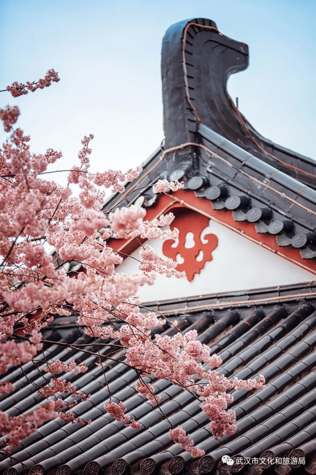 武大内、东湖畔！樱花开了！